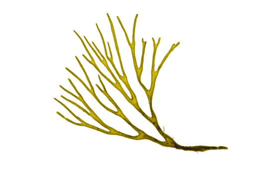 Velvet horn codium tomentosum or spongeweed green alga branch isolated transparent png.