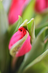 Tulip