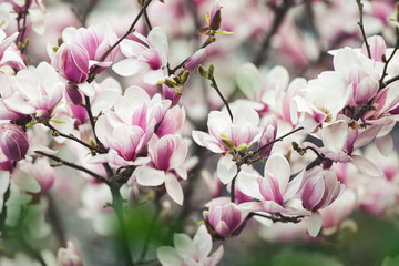 Fototapeta na wymiar Blooming Pink Tulip Magnolia Flowers On A Spring Day. Selective Focus