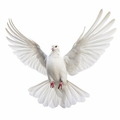 Obraz premium Holy Spirit white dove with open wings in white background Generative AI Illustration
