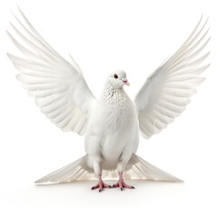 Fototapeta premium Holy Spirit white dove with open wings in white background Generative AI Illustration