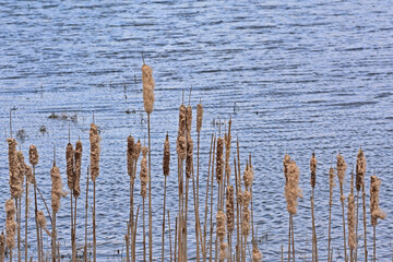 Winter bullrush reed along blue rippling water in the marsh - typha 