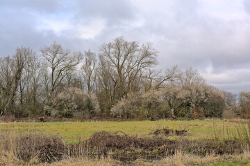 Obraz premium Wetlands in early spring, with bare trees and flowering blackthorns under a cloudy sky in Bourgoyen nature reserve, Ghent, Flanders, Belgium 