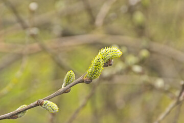 Young green willow catkins in spring
