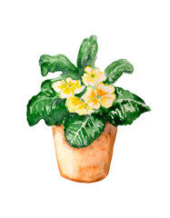 Yellow primrose grows in a pot. Primrose blossom, cute spring watercolor illustration, hand drawn isolated on white background. Design for cards, stickers.