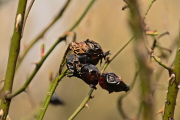 Dark red decaying rosehips , selective focus with bokeh background