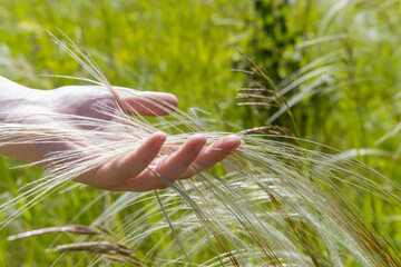 Hand touching grass. Close up of hands harvesting grass in the meadow, showing the concept of rural life, wellness