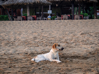 A dog on the beach with a sunset in the background