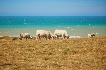 Fototapeta premium White cows grazing on a green pasture near the Atlantic coast in France