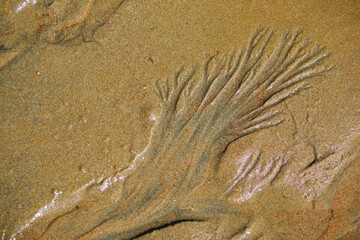 Wet sand during low tide in Normandy, France