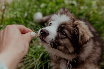 Fluffy white gray puppy sniffs grass or flowers