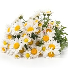 Fototapeta premium Fresh and delicate daisy bouquet with vibrant colors, isolated on white. Aesthetic and elegant floral composition. Generative AI