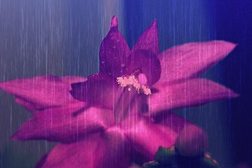 Piękny kwiat szlumbergera(grudnik) - obrazy, fototapety, plakaty