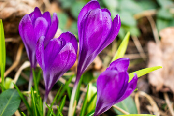 The first crocuses in spring
