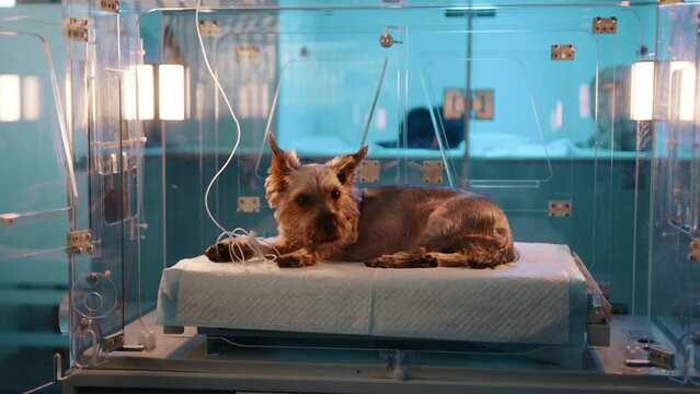 A small brown dog laying in a glass oxygen chamber in a veterinary clinic. The dog in the box looks a tiny bit scared. The dog was put into the camber by the doctor.