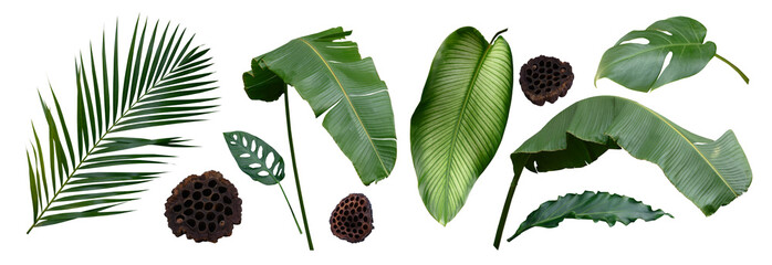 Group Plant leaves Green nature Tropical forest isolated on transparent background - png