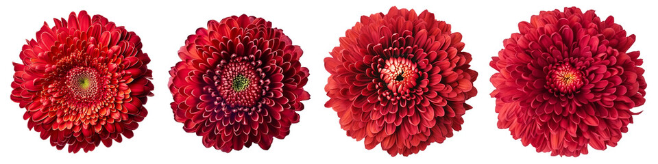 Assorted red chrysanthemum flower heads on transparent PNG background. Created with Generative AI.	 - obrazy, fototapety, plakaty