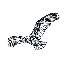 Black and white sketch of an eagle with transparent background