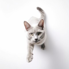 grey cat on isolated on white background