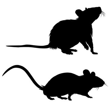 silhouette of a mouse