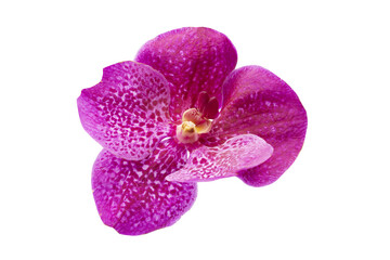 Fototapeta na wymiar Purple orchid isolated transparency background