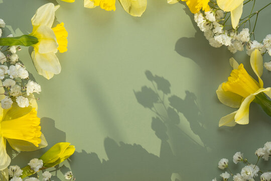 Spring flowers daffodils and gipsofila flat lay frame composition on green background with copy space, top view