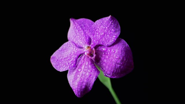 One Purple Orchid Flower with Dew Drops on Petals Sways on a Black Background. Close-up. Vibrant purple blooming flower with delicate petals. Spraying. Isolated. Texture, backgrounds. Slow-motion.