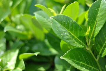 Fototapeta na wymiar siepe con foglie verdi