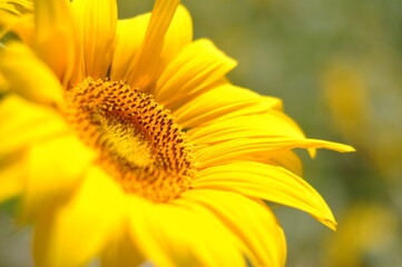 fiori di girasole