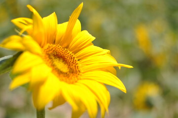 fiori di girasole