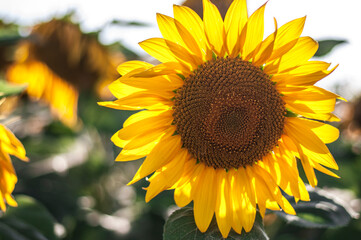 Fototapeta premium girasoli