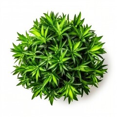 Obraz na płótnie Canvas green plant isolated on white background