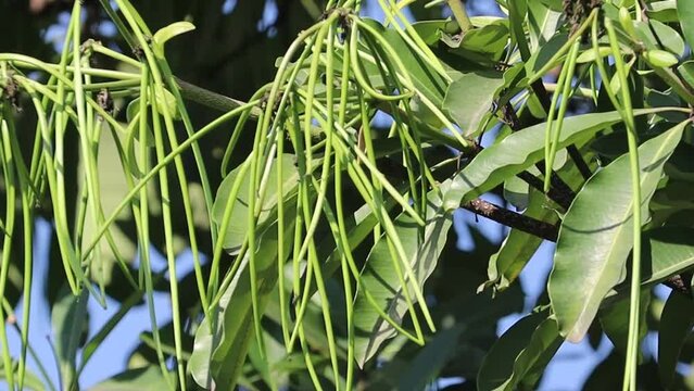 Pendulous, two lobed, dehiscent follicle, spindle shaped and Long fruit of Alstonia scholaris, commonly called blackboard tree or Saptaparni or devil's tree. 