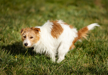 Funny dog doing toilet in the park grass. Pooping, defecating, pet excrement concept.