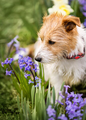 Happy cute pet dog smelling purple easter flowers in spring. Vertical.