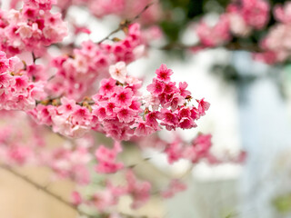 cherry blossoms in winter, branch close up, warm tone, Blurred background