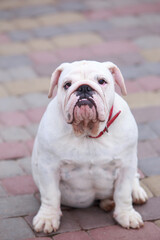 Obraz premium dog breed english bulldog