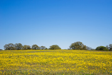 Yellow flower field and bright blue sky in the Texas spring.