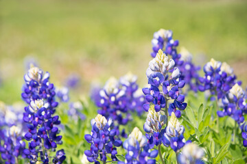 Texas Bluebonnet (Lupinus texensis) flowers blooming in springtime. Selective focus. Natural green background with copy space.