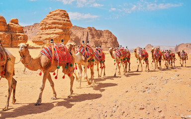 Group of camels, seats ready for tourists, walking in AlUla desert on a bright sunny day, closeup detail