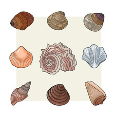 Collection of various sea shells.