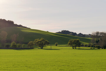 sown field in spring