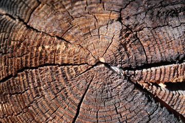 Fototapeta premium texture of wood