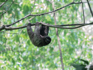 Three-fingered Sloth hanging from branch