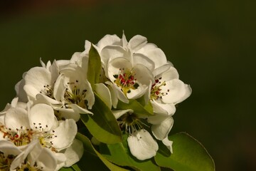 Les premi&egrave;res fleurs du printemps 