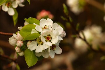 Fleurs de pommier sauvage au printemps 