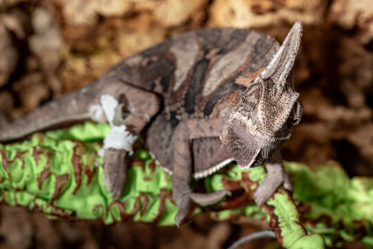 Yemeni Chameleon. Chamaeleo calyptratus. close-up.