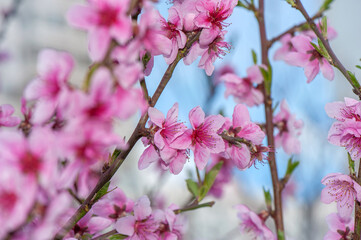 Macro picture of almond tree with flooming flowers