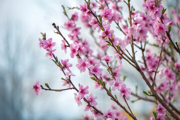 Branches of blooming almond tree natural light picture