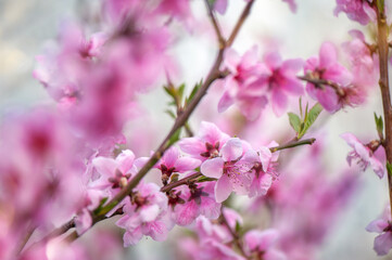 Natural light picture of blooming almond tree branch